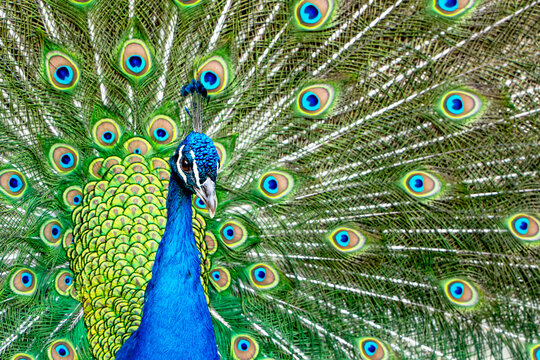 Male peacock displaying vibrant plumage with eye patterns
