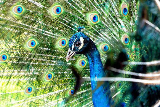 Fototapeta Vibrant male peacock displaying its iridescent plumage