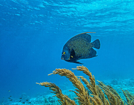 Pomacanthus paru, French angelfish