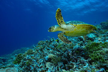 Green sea turtle gliding over vibrant coral reef