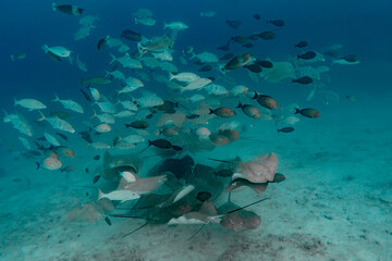 Diverse marine life in the Maldives reef ecosystem