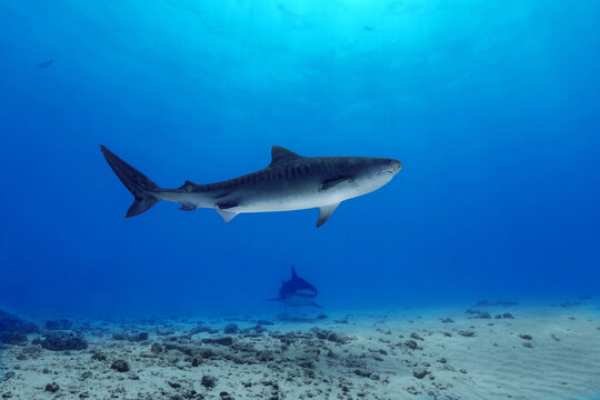 Tiger shark gracefully exploring the waters in the Maldives