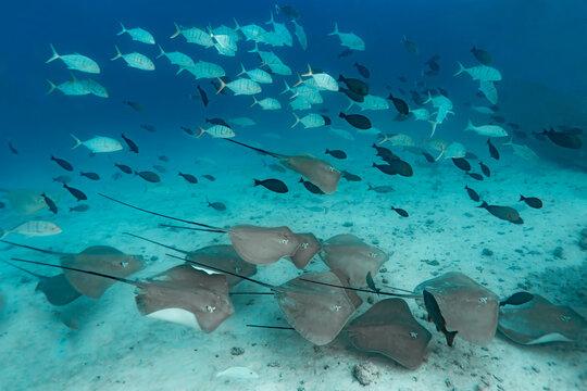 Red stingrays swimming over sandy seafloor in Maldives