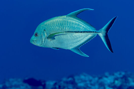 Black jack swimming in clear waters