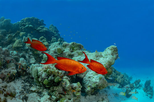 Lunar-tailed bigeye swimming among corals in the Maldives