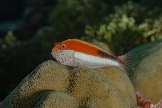 Vibrant Black-sided hawkfish on coral in Maldives' underwater world