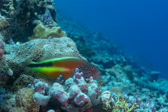 Black-sided hawkfish resting on vibrant coral reef