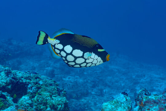 Clown triggerfish swimming near coral reef in Maldives