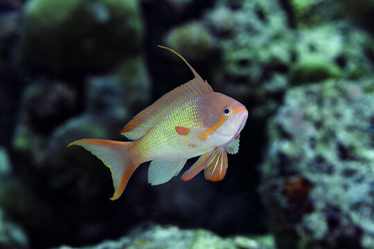 Lyretail anthias swimming among vibrant corals