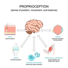 Proprioception. Sense of position, movement, and balance.