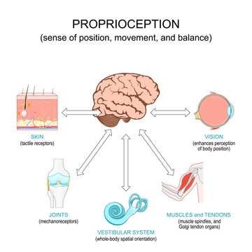 Proprioception. Sense of position, movement, and balance.