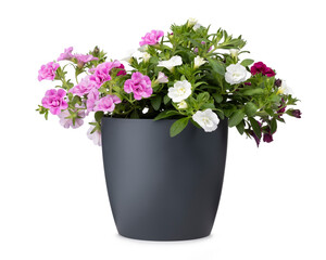 Calibrachoa Trixi Petticoat aka Million Bells plant, in a gray pot. Isolated on a white background.