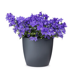 Campanula Spring Bell aka Bellflower plant, in a gray pot. Isolated on a white background.