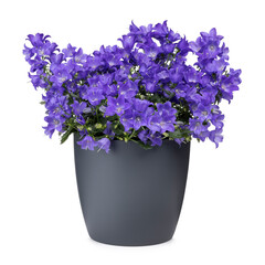 Campanula Spring Bell aka Bellflower plant, in a gray pot. Isolated on a white background.
