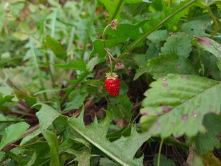 Ripe Strawberries in the Garden: A Fresh Harvest of Nature's Sweetest Bounty
