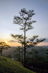 Picturesque Sunset with Silhouette of Tall Pine Tree on Hillside, Tranquil Scenery. Dalat, Vietnam.