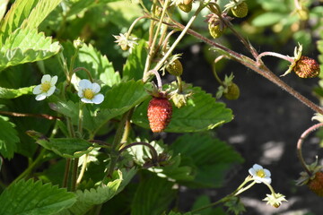 Ripe Strawberries in the Garden: A Fresh Harvest of Nature's Sweetest Bounty

