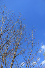 Bare Tree Branches Against Blue Sky. Tree branches without leaves reaching into a vivid blue sky, symbolizing seasonal change or minimalism in nature.