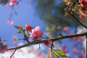 Pink Cherry Blossom Close-Up. Close-up view of pink cherry blossoms blooming on a branch with a clear blue sky in the background.