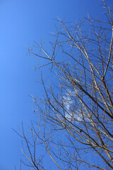 Leafless Tree in Blue Sky. A close-up view of a leafless tree against a clear blue sky, creating a striking contrast and natural texture.