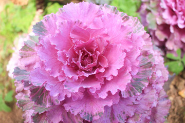 Pink Decorative Cabbage Flower.  Vibrant pink ornamental cabbage resembling a rose in full bloom,...