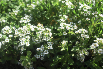 Sweet Alyssum Flowers in Sunlight. A close-up of blooming sweet alyssum flowers with small white petals and green foliage in bright daylight.