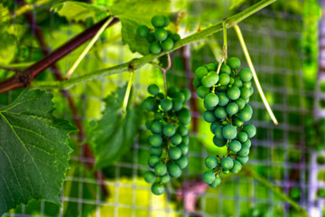 Grape.