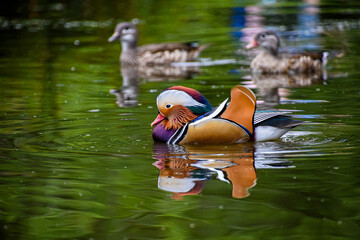 Mandarin ducks swimming on the lake