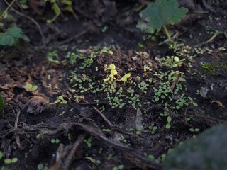 New Beginnings in the Garden
