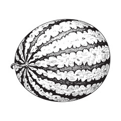 Watermelon Fruit Doodle Illustration – Hand-Drawn Black and White Line Art on Transparent Background
