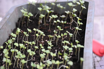 New Beginnings in the Garden
