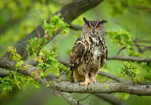 Eurasian eagle owl ( Bubo bubo ) close up