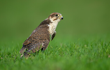 Saker falcon ( falco cherrug ) close up