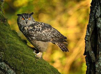 Eurasian eagle owl ( Bubo bubo ) close up