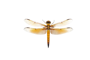 A detailed close-up view of a dragonfly, showcasing its intricate wing veins and vibrant colors. background removed