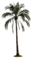 silhouette palm tree isolated on transparent  background