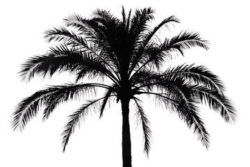 silhouette palm tree isolated on transparent  background