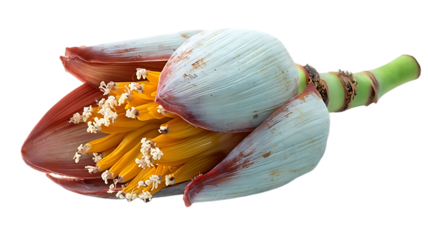 Exotic blooming banana blossom with white petals and colorful floral details isolated