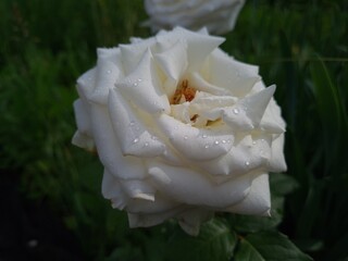 Elegant white Roses in Full Bloom
