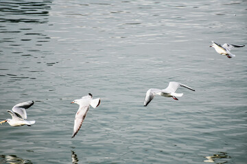 River gulls. Wide spread wings and tenderness of birds in flight over water
