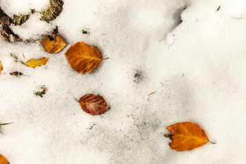 Fallen autumn leaves on fresh snowy ground