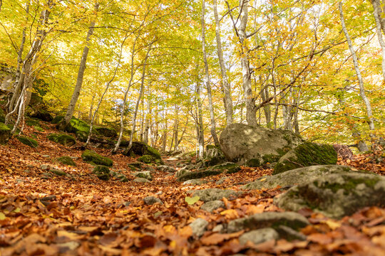 Forest path covered with autumn leaves in soft sunlight - Powered by Adobe