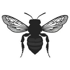 Fototapeta premium bee, insect, animal, vector, transparent background, creature, apis, nature, isolated, cute