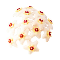 White flowers Hoya Carnosa, bouquet of flowers in PNG isolated on transparent background