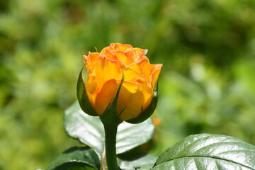 Elegant yellow Roses in Full Bloom

