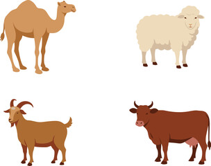 Collection of four farm animals including camel sheep goat and cow in flat vector illustration