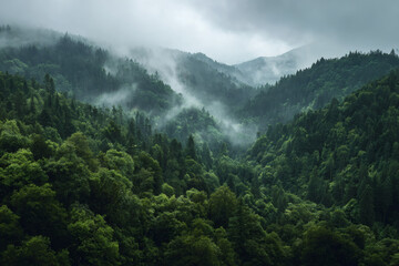 Top view of forest with layers of fog. Mountain background