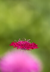 Close-up of a pink flower wrapped in pink and green, Macedonian widow flower surrounded by pink splashes of color, Knautia macedonica upright, Macedonian widow flower vertical