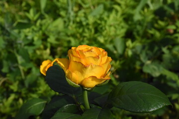 Elegant yellow Roses in Full Bloom
