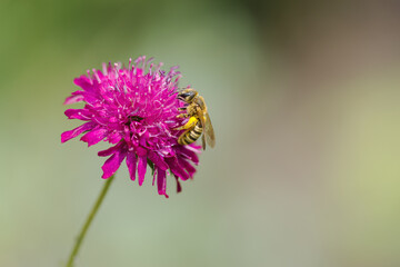 close up bee with pollen basket, legs full of pollen, wings of honey bee, antennae and eyes of an insect, Anthophila, insect on Macedonian widow flower, Knautia macedonica